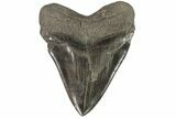 Huge, Fossil Megalodon Tooth - South Carolina #73832-2